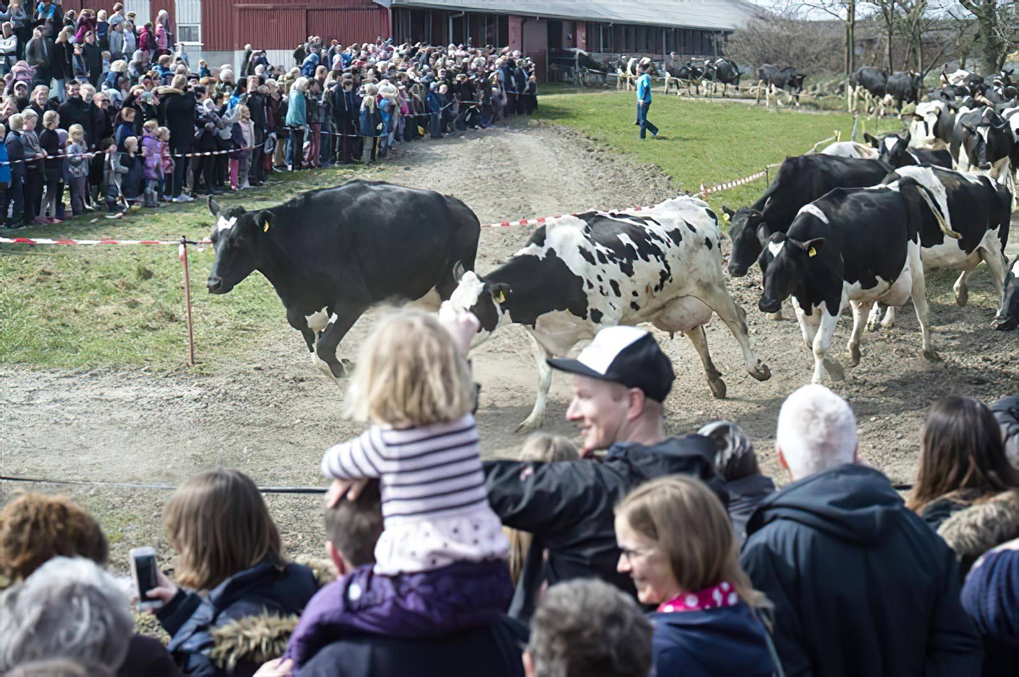 Bornholmsk mælkeproducent åbner gården for skolerne